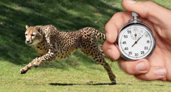 I cinque animali più veloci del mondo