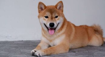 Cani giapponesi: le 9 razze che ti conquisteranno