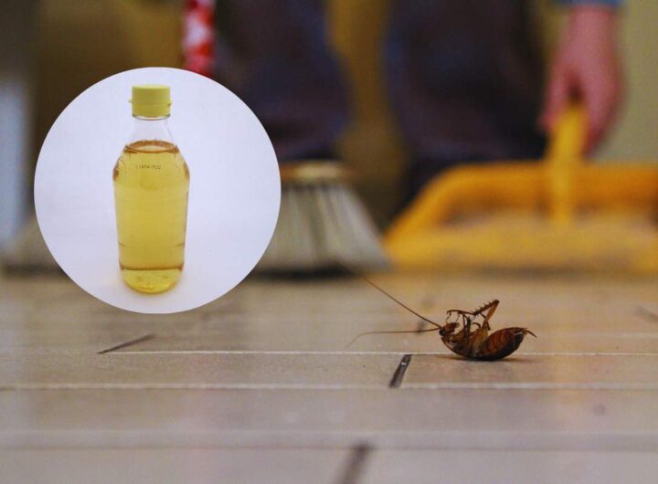 eliminare gli scarafaggi in modo naturale